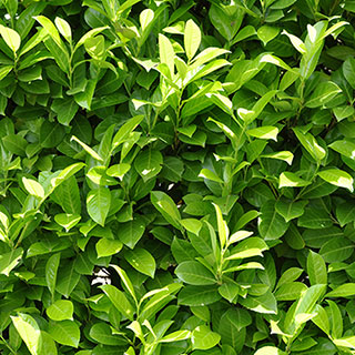 Cherry Laurel - Prunus laurocerasus