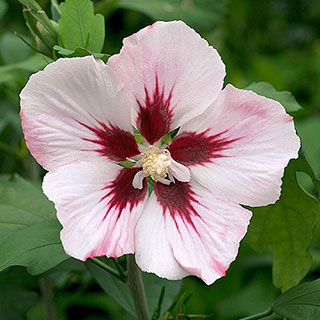 Hibiscus syriacus 'Hamabo'