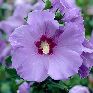 Hibiscus syriacus 'Marina'