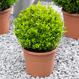 Buxus Ball
