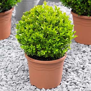 Pair of Buxus Box Balls