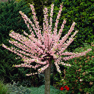 Flowering Cherry Almond 'Prunus triloba' Standard