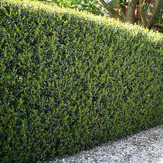 Ilex crenata 'Green Hedge' Japanese Holly