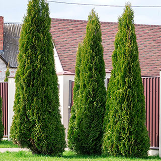 Thuja 'Smaragd'