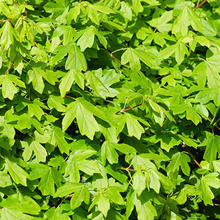 Field Maple Hedge 'Acer campestre' Single Bare Root 90/120cm
