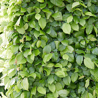 Hornbeam Hedge 'Carpinus betulus' Pack of 25 Bare Roots 90/120cm