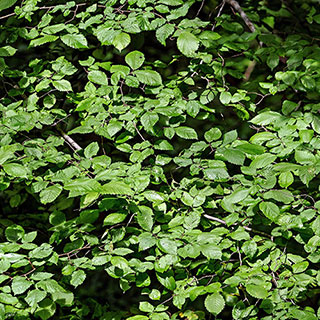 Hazel Hedge 'Corylus avellana' Single Bare Root 40/60cm