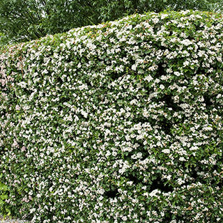 Hawthorn Hedge 'Crataegus monogyna' Pack of 50 Bare Roots 60/90cm