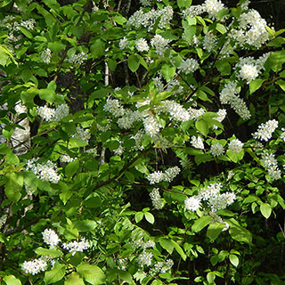 Bird Cherry Hedge 'Prunus padus' Pack of 10 Bare Roots 60/90cm