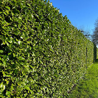 Cherry Laurel Hedge 'Prunus laurocerasus' Pack of 10 Bare Roots 60/90cm