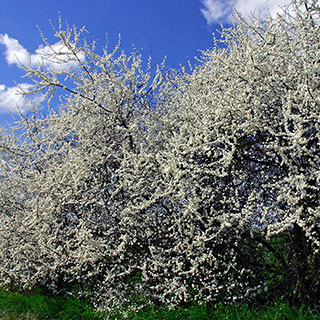 Blackthorn Hedge 'Prunus spinosa' Single Bare Root 40/60cm