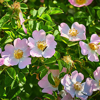 Dog Rose Hedge 'Rosa canina' Pack of 50 Bare Roots 60/90cm