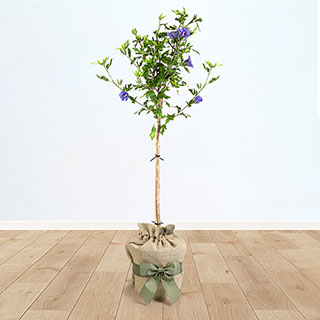 Hibiscus 'Blue Chiffon' Standard Gift Wrapped