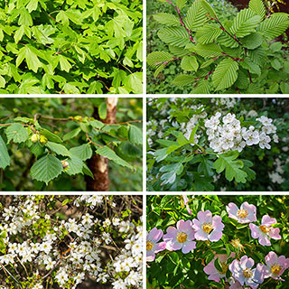 Mixed Native Hedging Collection 60/90cm