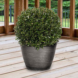 Ilex crenata Japanese Holly Topiary Ball