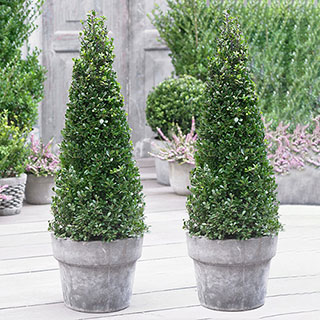 Ilex crenata Japanese Holly Pyramid