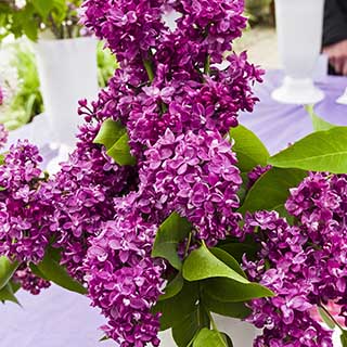 Fragrant Lilac 'Charles Joly'