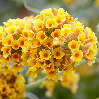 Buddleia weyeriana 'Sungold'