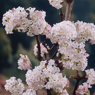 Viburnum bodnantense 'Dawn'