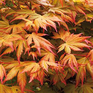 Acer palmatum 'Orange Dream'