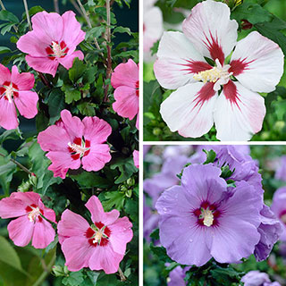 Hardy Hibiscus Collection