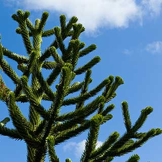 Monkey Puzzle Tree
