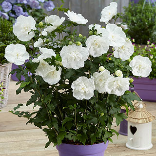 Hibiscus 'White Chiffon'