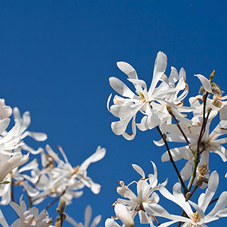 Magnolia stellata Standard
