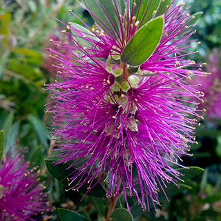 Callistemon 'Hot Pink'
