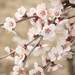 Mini-Standard Japanese Blossom Cherry Prunus Kojo-No-Mai