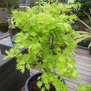 Acer shirasawanum 'Jordan'