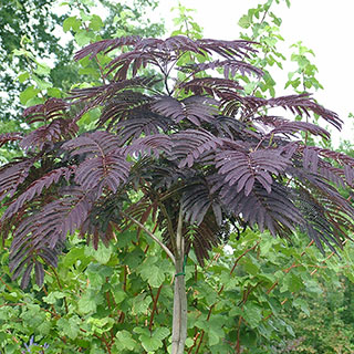 Silk Tree 'Summer Chocolate'