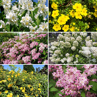 Summer Flowering Hardy Shrub collection