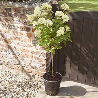 Hydrangea paniculata 'Little Lime' standard