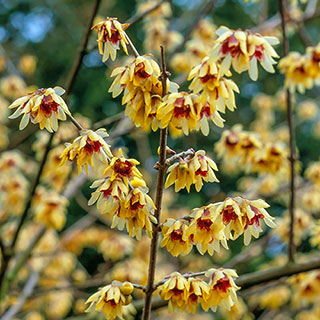 Chimonanthus 'Wintersweet'