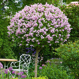 Lilac 'Palibin' Standards