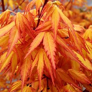 Acer palmatum 'Katsura'