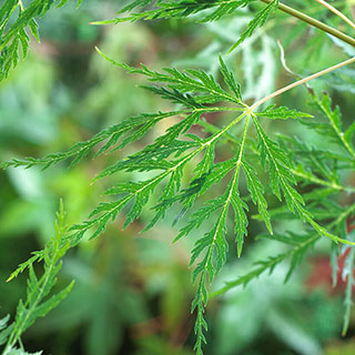 Acer palmatum 'Emerald Lace'