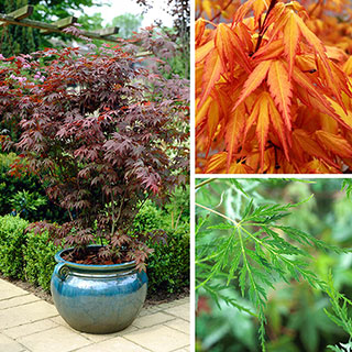 Acer palmatum Japanese Maples
