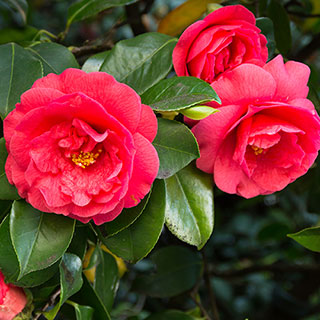 Red Camellia