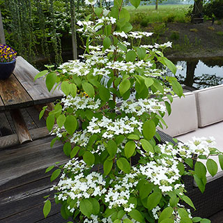 Viburnum plicatum Kilimanjaro 'Sunrise'