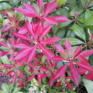 Pieris 'Mountain Fire'