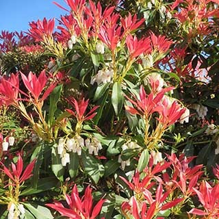 Pieris 'Forest Flame'
