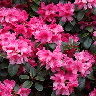 Rhododendron 'Blaauw's Pink'