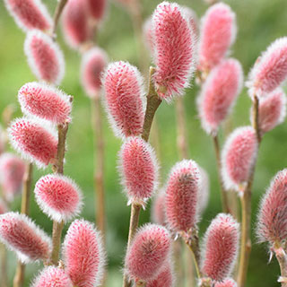 'Mount Aso' Japanese Pink Pussy Willow Salix gracilistyla