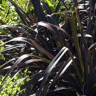 New Zealand Flax Phormium 'Platt's Black'
