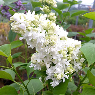French Lilac 'Madame Lemoine'