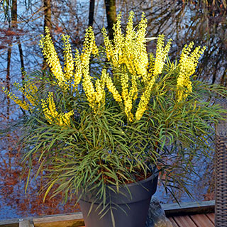 Mahonia eurybracteata 'Soft Caress'