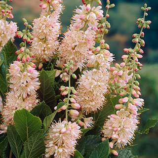 Summersweet Clethra alnifolia 'Pink Spire'