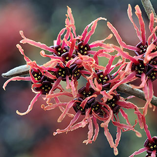 Witch Hazel Hamamelis x intermedia 'Ruby Glow'